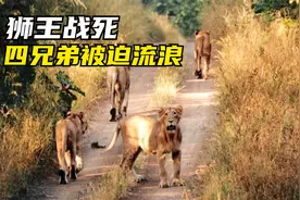狮子增速太快，为争夺领地血战，集体冲击农场 | 亚洲狮纪录片