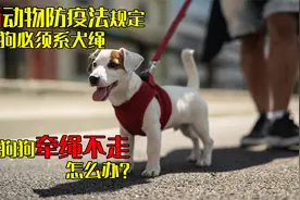 新动物防疫法规定遛狗必须系犬绳，但狗狗牵绳不走怎么办视频封面