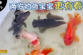 八个金鱼品种，十余个花色，每一条都赏心悦目，独一无二的精品视频封面
