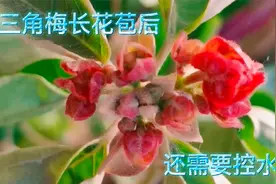 三角梅长花苞后，还要控水和施肥吗？讲解三角梅初花期的管理方法视频封面