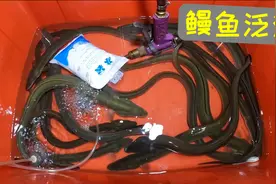 咸淡水小河里鳗鱼泛滥，一筐钩子钓了20条，晚上又是发财的节奏啊视频封面