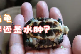 乌龟太胖易暴毙，如何判断乌龟胖不胖？乌龟肥胖和水肿的辨别方法