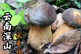 跟随兄弟二人一同进深山捡菌，各种野生好货一朵接一朵，真过瘾视频封面