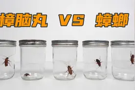 实验：樟脑丸可以杀死蟑螂吗？视频封面