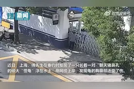 男子江边垂钓捞到怪龟，后经鉴定为保护动物视频封面