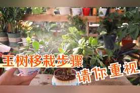 玉树小苗要移栽？别忽略这些步骤，大神也要乖乖做视频封面