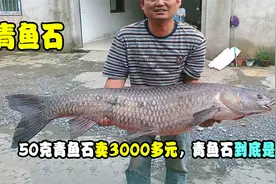 100斤大青鱼取出50克青鱼石，卖到3000多元，青鱼石到底是什么