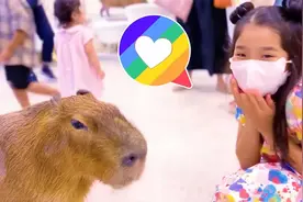 小朋友参观动物乐园，第一次见到狐猴，长长的尾巴好可爱视频封面
