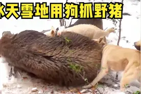 冰天雪地用狗抓捕野猪！足足400公斤，过程非常紧张刺激视频封面