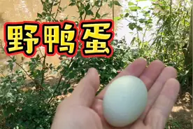 野鸭做窝下蛋有规律吗，岛主带大家实地了解，也许颠覆了你的认知视频封面