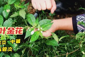 玉叶金花能清热解表，用于咽喉炎支气管炎中暑的一味草药，认识下视频封面