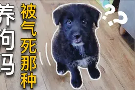 女主人斥巨资给小狗买益智玩具，没想到狗玩过之后，竟变得更蠢了视频封面