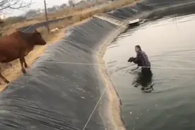 小牛犊掉鱼塘瑟瑟发抖，男子跳水相救，母牛一系列动作感动大家视频封面