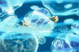有丝分裂过程动画视频封面
