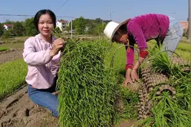 江西农村插秧新方法，不用弯腰就能把秧种好，媳妇这手速太利索了视频封面