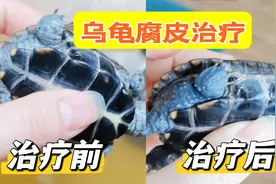 乌龟腐皮原因、腐皮治疗过程与方法记录！干货满满新手建议收藏！视频封面