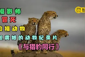 摄影师冒死拍摄动物，超震撼的动物纪录片《与猎豹同行》视频封面