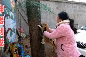 防止猫咪逃跑的神器制成，袄张找来猫咪测试，效果杠杠的视频封面
