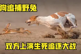 细狗追捕野兔，一场生死追逐大战就此上演，结局真是难以预料视频封面