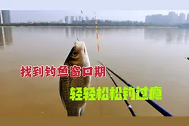 秋冬季钓鱼也有“窗口期”，抓住这2个时间段，鲫鱼鲤鱼钓过瘾视频封面