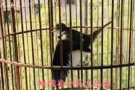 教头级百灵鸟登台抱翅大唱，十三套花口老道流畅还嘹亮，真棒视频封面