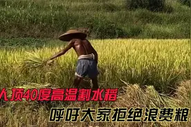 老人顶着酷暑割麦子，被晒的黝黑惹人心疼，呼吁大家不要浪费粮食视频封面