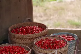我们村第5集：辣，是黔菜的灵魂，遵义辣椒为何这么有名？视频封面
