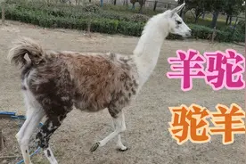 豫东最大的动物园：周口野生动物世界视频封面