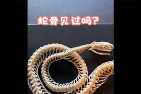 蛇骨标本的制作方法视频封面