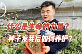 什么是生命的力量？种子发芽后如何养护？养花必懂小知识视频封面