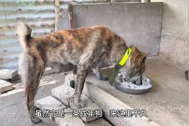 要让狗养成习惯，就从喂狗开始，已成年的狗一样也能教视频封面