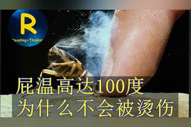 臭屁温度高达100℃，放屁虫为什么不会被自己的屁烫伤？#知识青年视频封面