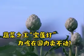 蔬菜之王宝莲灯，进入中国上百年，为何菜市场里没人买？视频封面