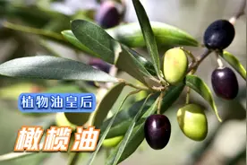油橄榄的一生｜现代农业种植和收获橄榄油｜植物油皇后视频封面