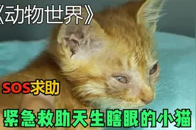 流浪小猫双目失明，从小就生活在黑暗中，幸得医生救助重见光明视频封面