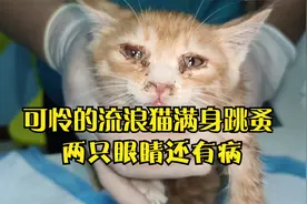 流浪的一窝小猫咪被好心人捡到，满身上百只寄生虫，除虫过程太爽视频封面