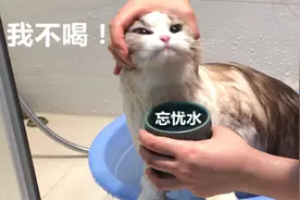 布偶猫在洗澡的时候一直喊老吴，所以老吴到底是哪路神仙？视频封面