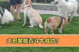 8月18日竞彩单关解析，大巴黎能否斗牛成功？视频封面