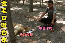 金毛口吐白沫小亮问其原因，它说吃了树林里的腐尸，这是中毒了吗视频封面