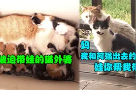 猫外婆遇到“坑妈”的女儿，被迫喂养10只幼崽，真是女大不中留啊视频封面