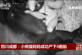 四川成都：小熊猫妈妈成功产下4胞胎视频封面