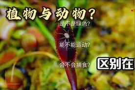 水母通体透明，它到底是什么生物？8.1.1腔肠动物视频封面