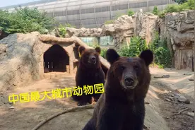 传闻要搬迁的中国第一大城市动物园，多少人儿时快乐记忆封印在此视频封面