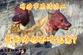 非洲大草原不可或缺的清洁工，鬣狗和秃鹫，为什么不会相互伤害？视频封面