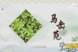 马齿苋可药食两用，能够缓解瘙痒，有收湿敛疮的作用|健康之路视频封面