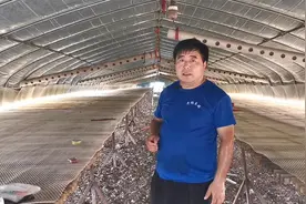 养殖2000只鹅，需要多大场地？老张给出参考数值