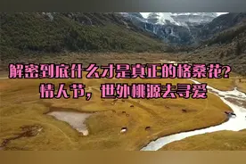 解密到底什么才是真正的格桑花？_情人节，世外桃源去寻爱视频封面