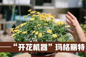 一种“开花机器”花，它就是玛格丽特，现在买回家，已经爆盆了视频封面