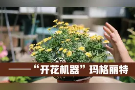 一种“开花机器”花，它就是玛格丽特，现在买回家，已经爆盆了视频封面