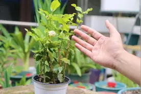 什么茉莉花特别香？它就是虎头茉莉，园艺师教你，买回家后怎么养视频封面
